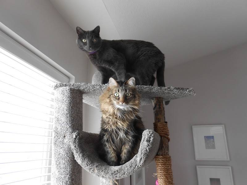 Park Animal Hospital